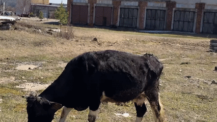 Cow grazes near abandoned industrial building in rural Russia