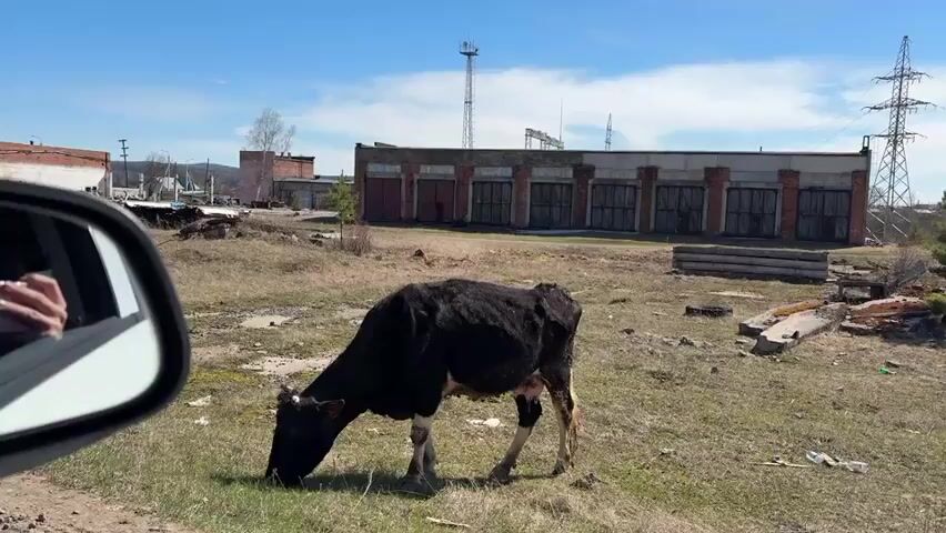 The video shows a black and white cow grazing in a grassy field. The field is near an old, industrial-looking building with multiple garage-style doors. There is also debris scattered around the field, including pieces of concrete and old tires. In the background, there are power lines and a communication tower. The video is shot from inside a car, and a person's hand is visible in the side mirror. The person is whistling towards the cow. The sky is blue with some clouds, suggesting a bright, sunny day.