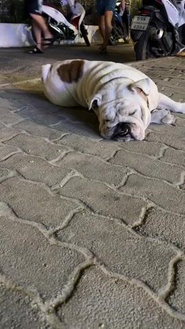 The media file shows a white English bulldog sleeping on a paved walkway. The dog is lying on its side with its mouth slightly open. It has a brown patch of fur on its back. In the background, there are several motorcycles parked, and a few people are walking by. One person is wearing flip-flops and shorts, and another is wearing striped pants. The scene appears to be outdoors at night or in the evening, given the artificial lighting. The walkway is made of interlocking gray pavers. One of the motorcycles has a license plate with Thai script and numbers. The overall atmosphere is relaxed, with the sleeping dog being the central focus.