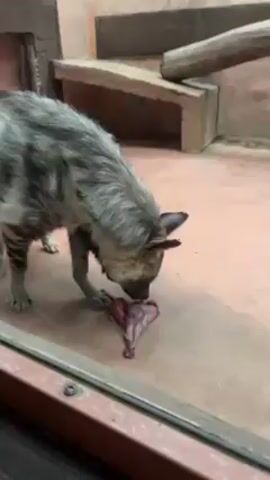 A hyena is eating a piece of raw meat on a red floor in an enclosure. The hyena is gray with dark stripes. The camera angle is from behind glass. In the background, there is an artificial rock and wooden log. The hyena is facing toward the left of the screen.