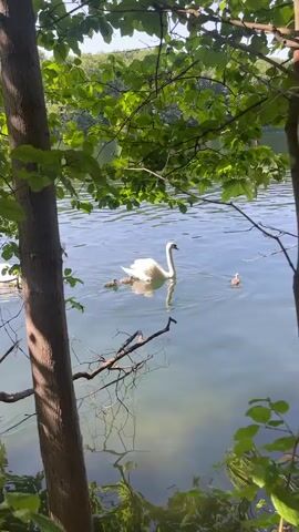 This video captures a serene moment on a body of water, likely a lake or calm river, framed by lush green foliage. The primary subjects are a family of swans, a large adult swan accompanied by several cygnets. The adult swan, a majestic white bird, glides gracefully across the water, with its young following closely behind. The cygnets, small and fluffy, are a contrasting downy gray.

The scene is bathed in bright, natural light, suggesting it is daytime, likely late morning or early afternoon, given the intensity of the sun and the clear sky visible through the leaves. The water is calm and reflects the surrounding greenery and the sky, creating a peaceful ambiance. The setting appears to be a natural environment, possibly a park or a nature reserve in Berlin, Germany, given the context. The dense greenery of trees and bushes lining the water's edge creates a sense of seclusion and tranquility. The composition, with the trees in the foreground partially obscuring the view of the water, adds depth and frames the swans as the focal point. There are no visible signs of human activity or structures, further emphasizing the natural beauty of the location. The overall mood conveyed is one of peace, natural harmony, and maternal care. There is no visible text in the media file.
