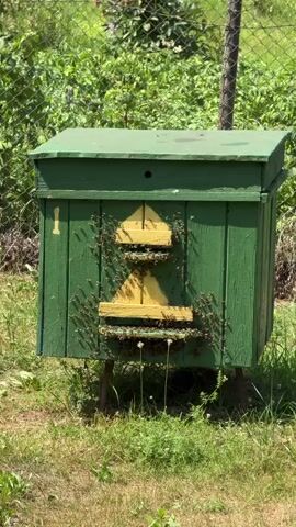 A green wooden beehive stands in a grassy area. Many bees are visible on the front of the beehive, some entering and exiting through two openings. The beehive has yellow markings around the openings. A wire fence is visible in the background, along with green foliage. The sun is shining.