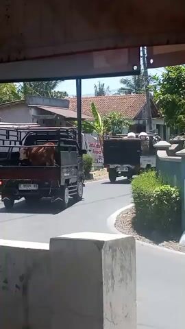 A truck transports a cow on a rural road. The cow is in the bed of the truck, which is a pickup truck with a raised railing. The truck is driving away from the camera. In the background, there are houses, trees, and other vehicles. The weather appears to be sunny and clear. The overall scene suggests a transportation of livestock in a rural area.