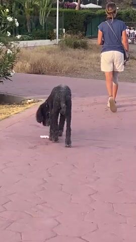 The video captures a woman and a dark-colored poodle walking on a paved path. The woman is wearing a blue t-shirt, white shorts, and white sneakers. She has her hair pulled back and is wearing sunglasses. She appears to be holding a leash, though it's not clearly visible. The poodle is walking ahead of her, its tail wagging. The path is made of reddish-pink paving stones with a geometric pattern. To the left of the path, there are green bushes with white flowers. The background features dry grass, palm trees, and some buildings, suggesting a warm climate. The lighting indicates it might be late afternoon or early evening, with the sun casting a warm glow. The scene appears peaceful, with the woman and her dog enjoying a walk. There is no visible text in the media file.