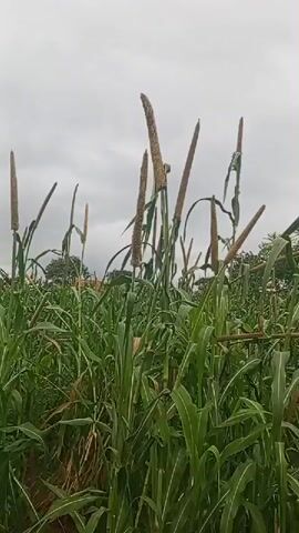 The video shows a field of tall, green grass with seed heads. The camera is moving through the field, giving a perspective from within the grass. The sky is overcast and appears cloudy. The grass is densely packed and reaches chest height or higher in some areas. The seed heads are brown and appear to be mature. The ground is not clearly visible but appears to be soil. The scene is natural and agricultural, with no visible signs of human activity or manufactured objects.