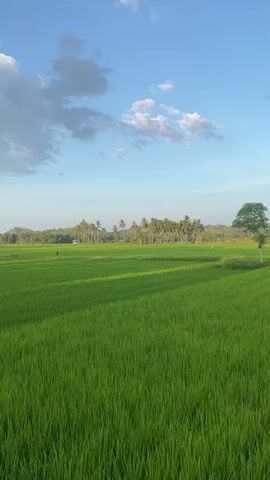 The video shows a vast, lush green rice field under a clear blue sky with scattered white clouds. In the middle ground, a lone tree stands out against the backdrop of a line of palm trees and gentle hills. In the distance, there are a few small figures, possibly farmers, working in the field. The sun appears to be low, casting long shadows across the rice paddies, suggesting it might be early morning or late afternoon. The overall scene is serene and depicts a rural landscape.