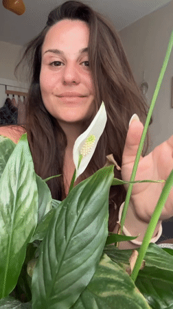Peace lily moments and a wrist check in Plovdiv