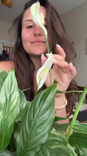 Peace lily moments and a wrist check in Plovdiv