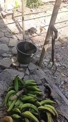 A bunch of green bananas lies on the ground next to some rocks. A black bucket and a garden tool with a long handle and three tines are also present. A bamboo pole leans against a larger pole in the background, and some plants and debris are visible. The scene appears to be outdoors, possibly in a rural or garden setting, with sunlight casting shadows on the ground. There are no people visible in the video.