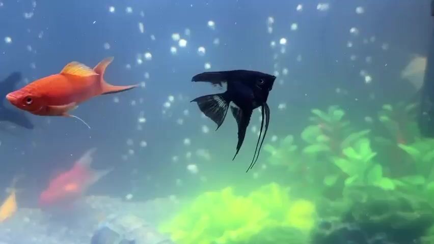 The video shows an aquarium with several fish. In the foreground, a black angelfish is swimming in the center of the frame. To the left, a bright orange fish, possibly a goldfish, is swimming towards the left. Further in the background, another orange fish is visible. The aquarium has green aquatic plants and gravel on the bottom. Bubbles are rising from the bottom of the tank, creating a shimmering effect. The lighting in the aquarium is bright, illuminating the fish and the underwater environment. The video appears to be a close-up shot, focusing on the behavior of the fish within their habitat.
