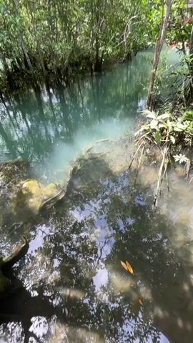 A slow-motion video shows a shallow, clear turquoise stream flowing through a dense jungle. The water is partially obscured by sunlight dappled through the trees, creating reflections on the surface. Visible in the stream are submerged tree roots and rocks, along with some green aquatic plants. A wispy white substance, possibly a mineral deposit or gas, rises from a section of the stream bed. The banks of the stream are lined with lush green vegetation, including trees and smaller plants. The camera is positioned to look down at the stream, giving a bird's-eye view of the natural landscape. The overall impression is one of tranquility and natural beauty.