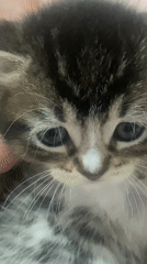 Kittens playing captured in multiple videos in Çekmeköy, Turkey