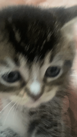 Kittens playing captured in multiple videos in Çekmeköy, Turkey