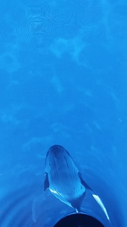 Whale spotted swimming in clear waters near Krasnodar, Russia