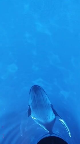 Whale spotted swimming in clear waters near Krasnodar, Russia
