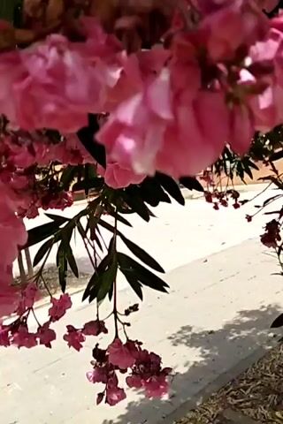 The video shows a close-up of pink oleander flowers and green leaves. The camera pans slowly across the blooms, highlighting their texture and vibrant color. In some shots, the camera gets very close, showing the delicate details of the petals and stamens. The lighting suggests it is daytime, possibly outdoors, with natural light filtering through the foliage. There is a slight breeze causing some movement of the flowers and leaves. There are no people or other animals visible in the footage. The overall impression is one of natural beauty and tranquility.
