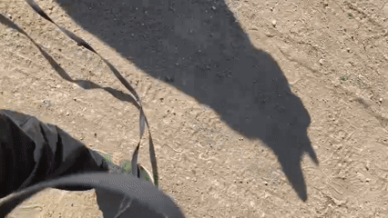 Person walks panting German Shepherd on dirt path in Hrodna