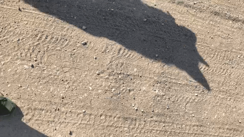 Person walks panting German Shepherd on dirt path in Hrodna