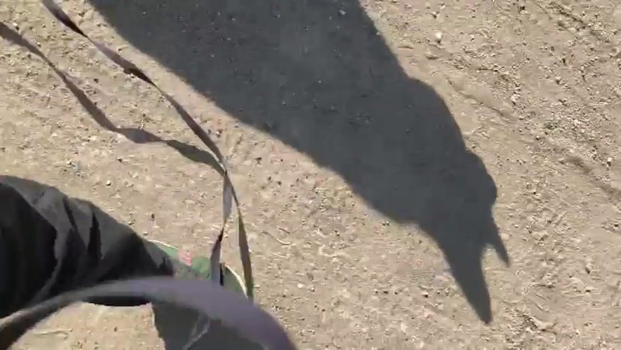 Person walks panting German Shepherd on dirt path in Hrodna