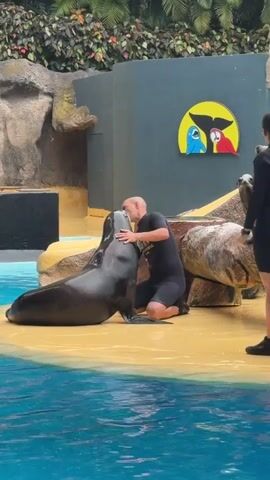 A man wearing a black wetsuit and black shoes kneels on a sandy area next to a pool of blue water. He is kissing a large, dark-colored sea lion on the snout. The sea lion is positioned upright, facing the man. Behind them, there is a rocky backdrop with some greenery. To the right of the man, another person is partially visible, also wearing black clothing. A yellow and blue sign with two parrots is mounted on the dark background. The man then stands up and turns away from the sea lion. The sea lion slides back into the water, creating a splash. The man walks further away from the water's edge.