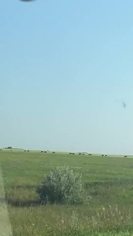 The video shows a wide shot of a flat, green, grassy field with a clear blue sky. In the distance, a line of dark figures, likely cattle, are scattered across the horizon. The camera appears to be moving, possibly from inside a vehicle, as indicated by a sliver of white in the lower left corner of the frame and a slight blur in the foreground. The overall scene is pastoral and serene, with the animals grazing peacefully in the expansive landscape.