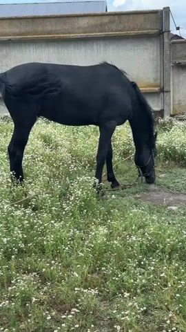 A black horse stands in a field of small white flowers, facing right with its head down, grazing. The horse is tethered with a rope around its neck, which is attached to a stake in the ground. In the background, there is a concrete wall and a building with a metal roof. The sky is cloudy.