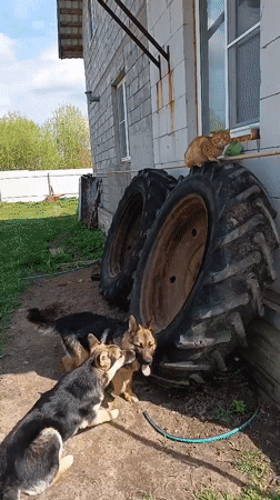 Spring morning captured in Andreyevo: dogs, flowers, coffee moments