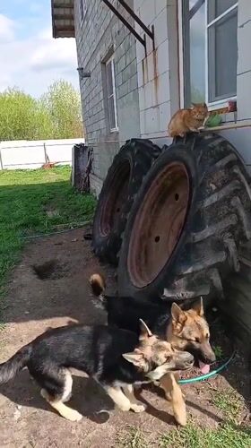 Spring morning captured in Andreyevo: dogs, flowers, coffee moments