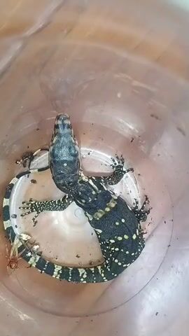 The video displays a close-up, overhead view of two small monitor lizards resting inside a clear plastic container. The lizards exhibit black and white striped tails and black bodies with yellow speckles. One lizard is positioned above the other, and both are curled in a relaxed posture. A few small insects are also visible within the container, along with some debris. The lighting suggests an indoor environment, possibly with natural light filtering through the container.