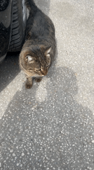 Spring street life documented in Plovdiv: cats, pigeons, blooms