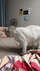 Silver tabby on a bed, mid-scritch in Cheboksary