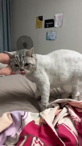 A silver tabby cat with a white underside stands on a bed covered with a brown comforter. The cat is positioned facing left, with its head lowered and its body slightly hunched. A person's hand is visible on the left side of the frame, petting the cat's head. The cat appears to be moving or reacting to the petting. In the background, a wall is visible with several framed items, a blue curtain, and a fan. The lighting suggests an indoor setting, possibly a bedroom.