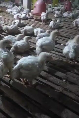 The video shows a group of young chickens, likely broilers, in a farm setting. They are standing on a slatted wooden floor, which appears to be a common setup in poultry farms. In the background, there are several red and yellow plastic feeders and waterers, typical equipment for raising poultry. The chickens are mostly white with some yellow or light brown down. They appear to be healthy and active, moving around the enclosure. The lighting suggests an indoor environment, possibly a barn or coop. The overall scene is one of a typical broiler chicken farm operation.