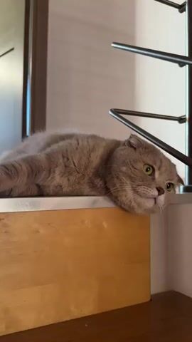 The video shows a light brown Scottish Fold cat on a wooden platform, possibly the top of a stair railing. The cat is initially lying down, but it then sits up, turns around, and walks to the right of the frame toward a black spiral staircase. The background includes a closed door and a white wall. The lighting suggests an indoor setting.