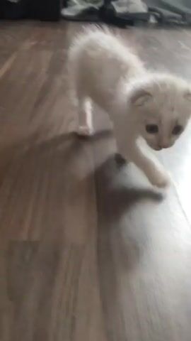 A tiny, fluffy white kitten with a slightly darker tail walks across a wooden floor. The kitten is moving from left to right in the frame, with its head down as it explores. The lighting suggests an indoor environment, with shadows cast by the kitten. The kitten's movements are tentative and exploratory, typical of a young animal.
