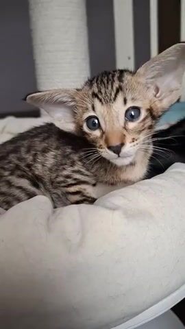 A very young kitten, possibly an Oriental Shorthair breed due to its large ears and slender build, rests on a plush, off-white cushion. The kitten has striking blue eyes and a tabby coat with distinct dark stripes on a lighter brown background. Its ears are disproportionately large for its head, giving it a curious and alert appearance. The background is softly blurred, but suggests an indoor setting with a tall, light-colored scratching post visible on the left and vertical blinds or furniture on the right. The lighting is dim, indicating it could be evening or a dimly lit room. The kitten appears calm and inquisitive, with its gaze fixed forward. There is no visible text in the media file.