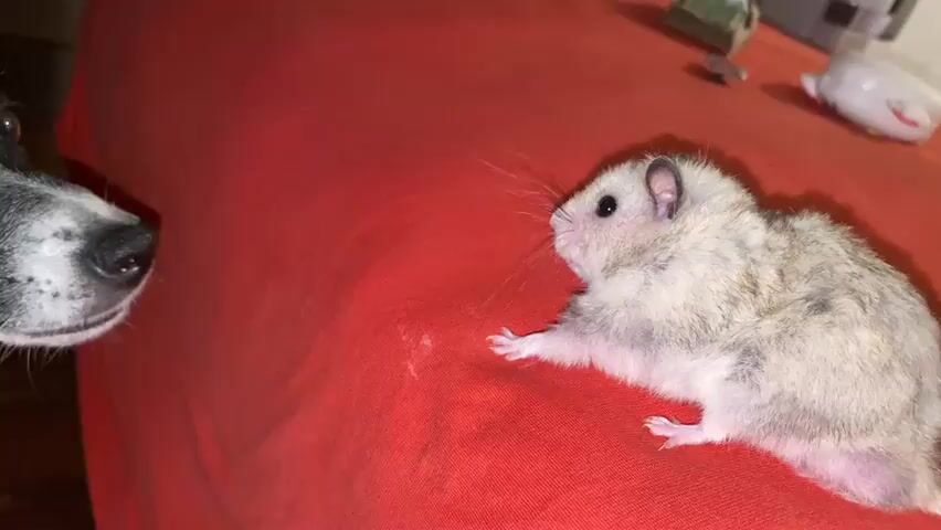 A close-up shot shows a dog's nose and face on the left side of the frame. To the right, a fluffy, light-colored hamster is positioned on a red surface, likely a bedspread or tablecloth. The hamster is facing left, towards the dog, with its front paws extended. The background is blurred but shows some out-of-focus objects, including what appear to be toys or decorative items. The video captures a moment of interaction or observation between the two animals.