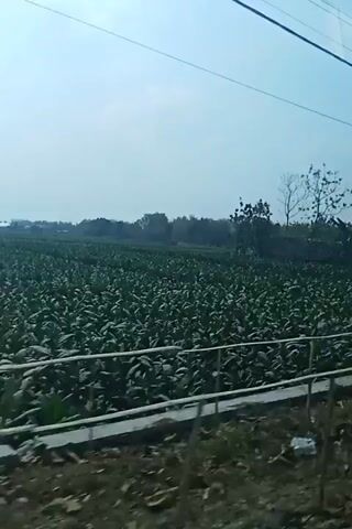 The video shows a wide expanse of green crops, likely tobacco or a similar leafy plant, stretching out under a hazy sky. The camera appears to be moving, possibly from a vehicle, as the scene shifts slightly. In the background, there are scattered trees and a residential building with a red tiled roof. Electrical wires are visible across the top of the frame, and a concrete barrier runs along the bottom foreground. The overall environment suggests a rural or agricultural setting on a clear but overcast day.