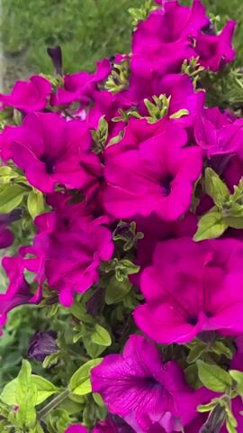A close-up, slightly blurry video shows a cluster of vibrant fuchsia petunias in bloom. The flowers are the main focus, with their trumpet-shaped petals and dark centers. Green leaves and stems are interspersed among the flowers. The background is out of focus, but appears to be a patch of green grass. The lighting suggests it is daytime, possibly overcast.