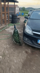 Peacocks roam freely through Bulgarian village at sunset
