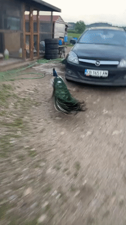 Peacocks roam freely through Bulgarian village at sunset