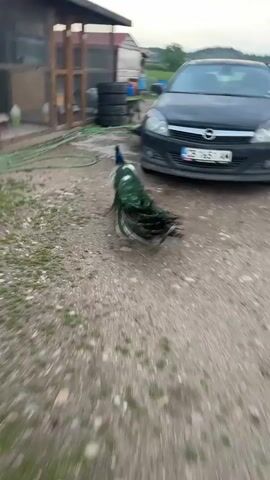 The video shows a peacock walking on a dirt path next to a black car. Behind the car are several other vehicles parked on a dirt lot. The background shows green fields and a cloudy sky. The peacock has a long, iridescent green and blue tail. There is a chicken coop and tires in the background as well. The video is shot at ground level and follows the peacock as it moves.