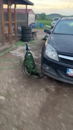 Peacocks roam freely through Bulgarian village at sunset