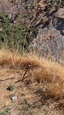 The video shows a dry, grassy slope with two tall, dried plant stalks. The stalks are thin and brown, with a few remaining dried leaves. One stalk is upright, while the other leans to the side. In the foreground, there are piles of dry grass and some smaller plants. Behind the slope, there is a rocky cliff face with some sparse vegetation, including olive trees. The overall scene appears to be arid and sun-drenched. There are no people or animals visible in the video, and no actions or interactions are occurring.