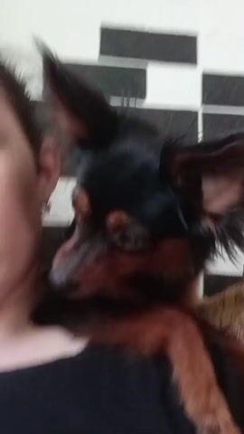 A small black and tan dog with large ears sits on a person's shoulder, looking around. The person is wearing a black shirt. The background is a wall with black and white rectangular tiles. The dog moves its head and ears.
