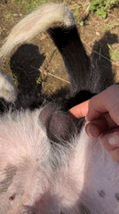 Rural farm life documented in Bulgarian mountain town