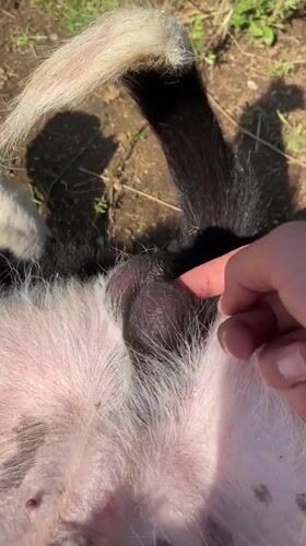 Rural farm life documented in Bulgarian mountain town