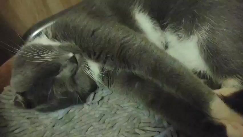 A close-up shot shows a gray and white cat sleeping on a textured gray rug. The cat is lying on its side with its eyes closed. The camera then zooms out slightly and the cat slowly opens its eyes, revealing yellow irises. The cat is lying on its back with its paws tucked in. The background is blurred and appears to be a wooden wall.