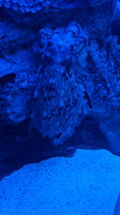 Octopus observed in blue-lit aquarium near Moscow