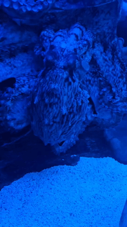Octopus observed in blue-lit aquarium near Moscow